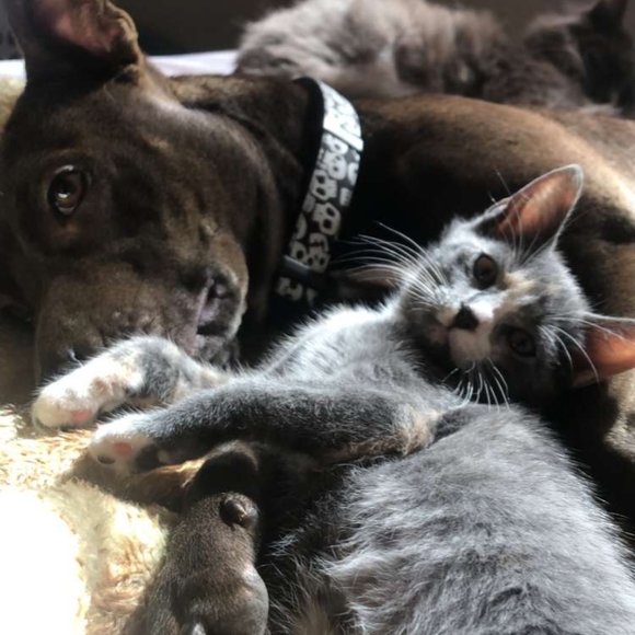 DISCLAIMER: Pet Hair Beware! - Picture 2 of 5